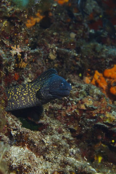 moray