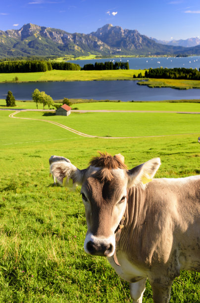 cattle