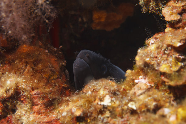 moray