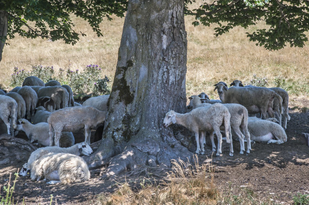 羊群觅食