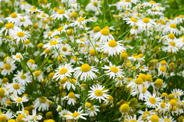 camomiles