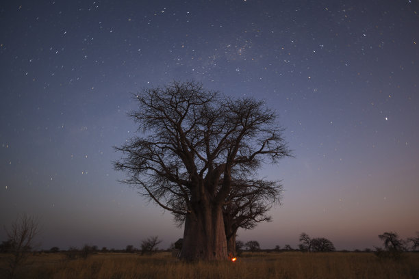 baobab