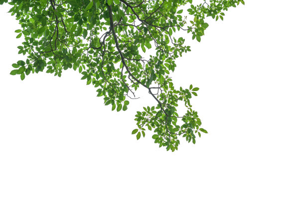 foliage
