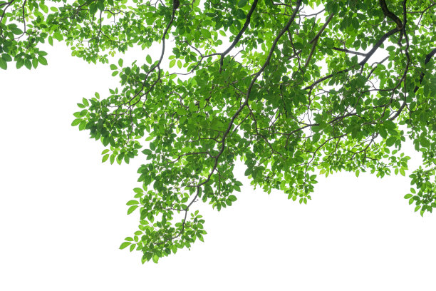 branches