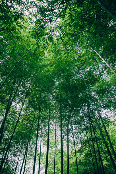bamboo