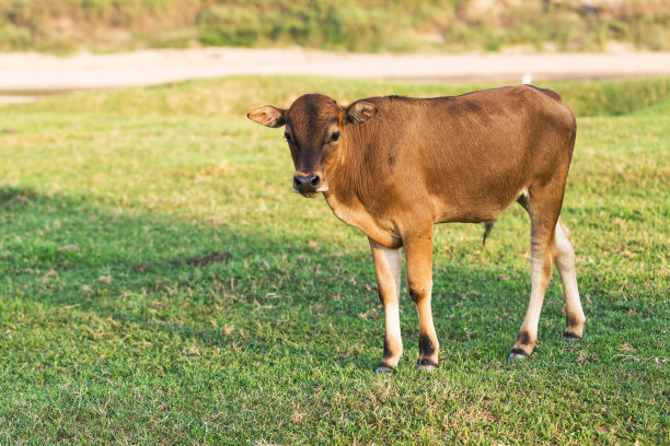ox