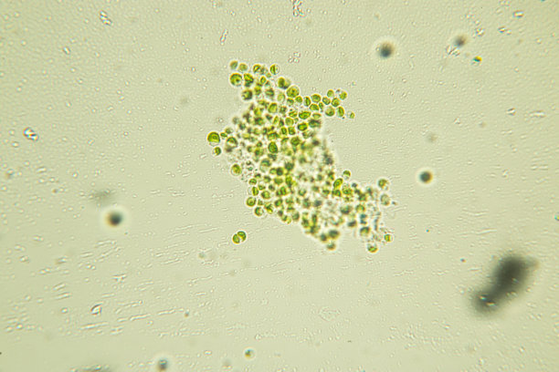 生物燃料的实验室试验