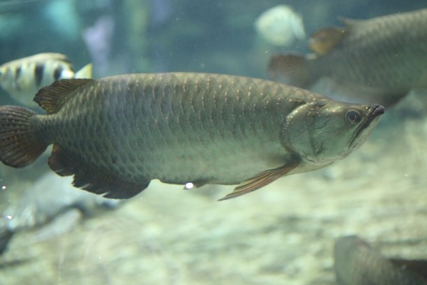 arowana