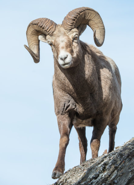ram