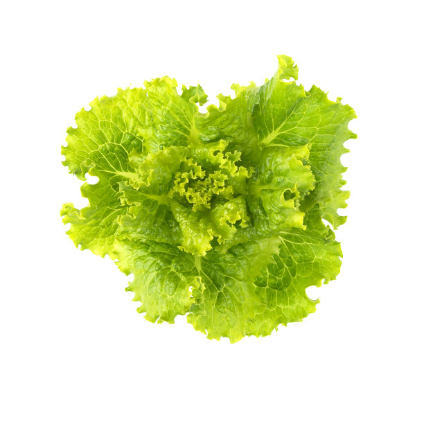 lactuca