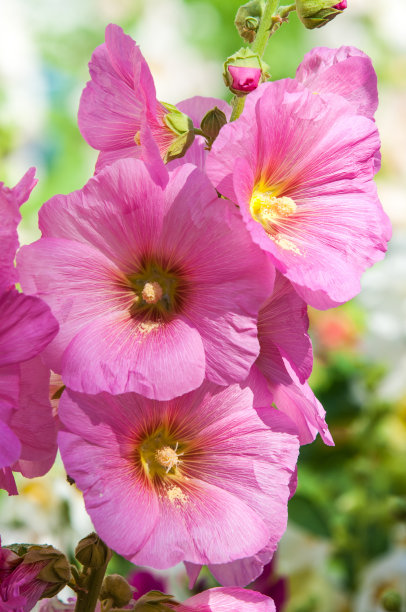 stockrose