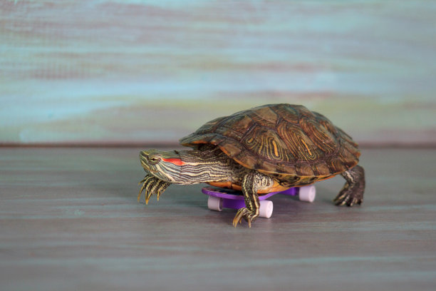 reptilia