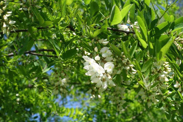 枝头洋槐花