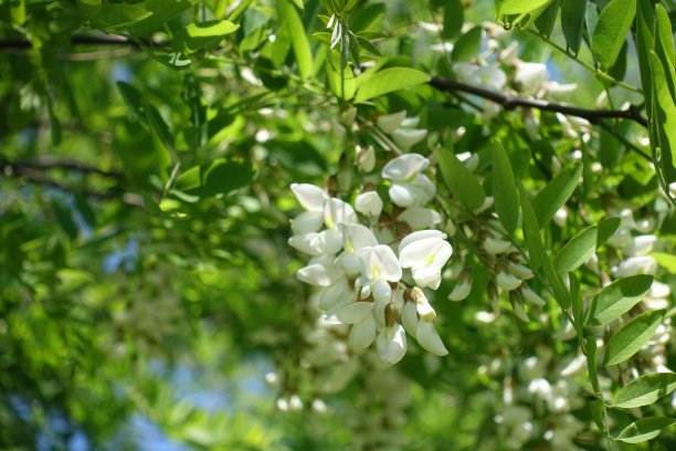 枝头洋槐花