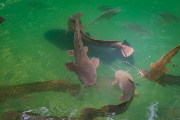 catfish