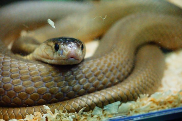 adders
