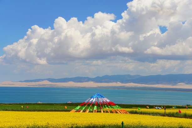 青海油菜花