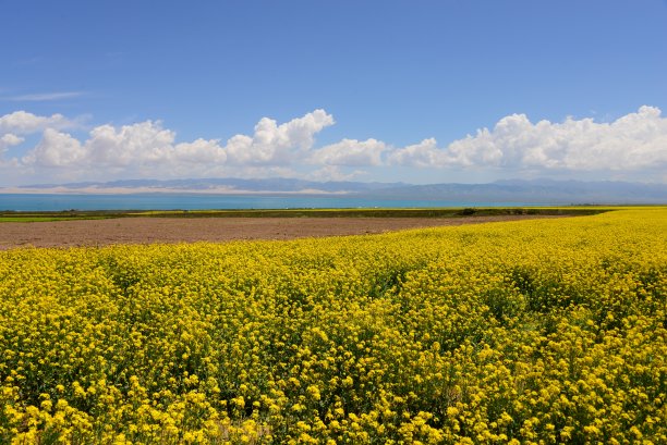 青海油菜花