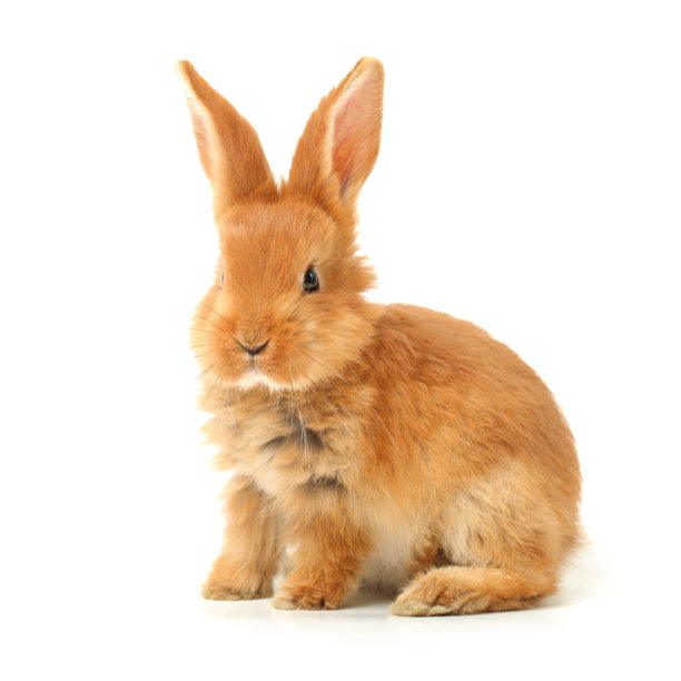 bunny