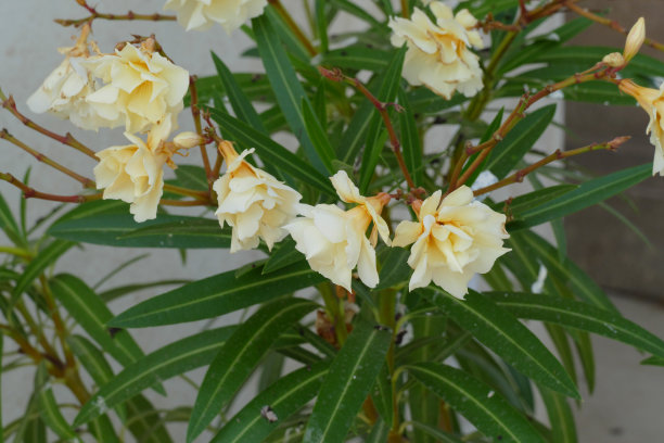 oleander