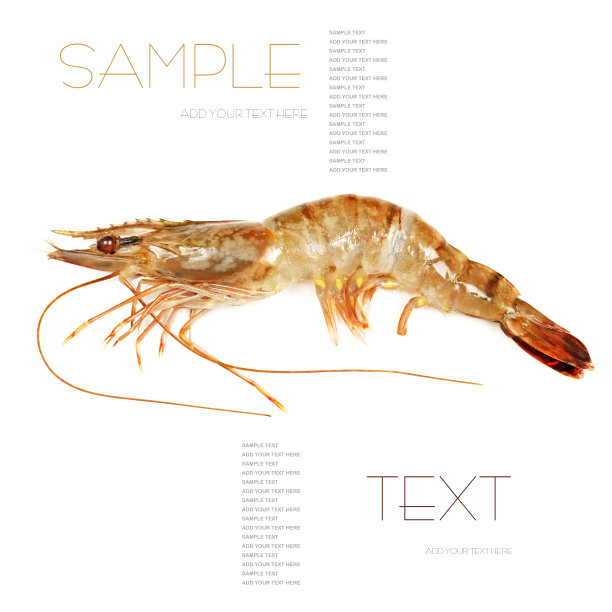 shrimp