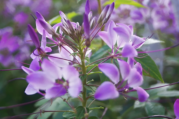 醉蝶花