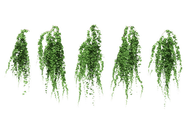 liana