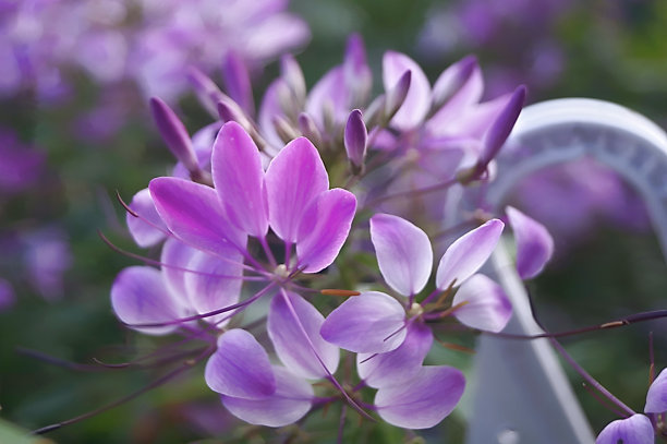 cleome