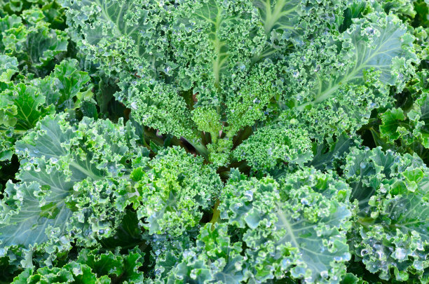 kale