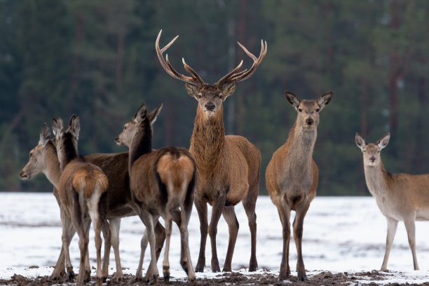 deer