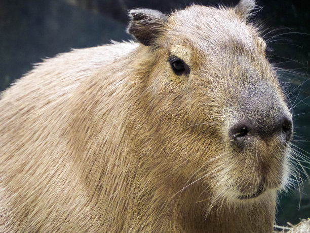 capybara