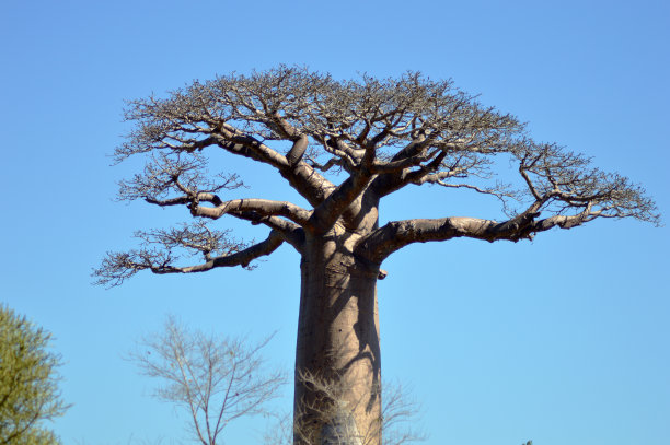 baobab