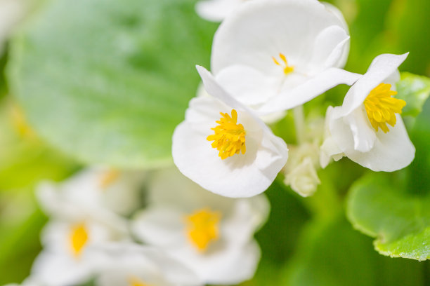 begonia