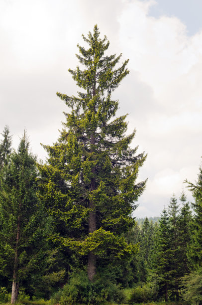 spruce