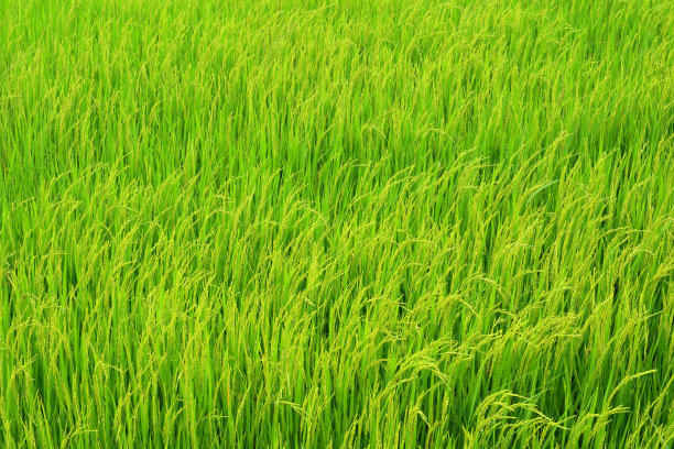 水稻育苗