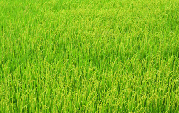 水稻育苗