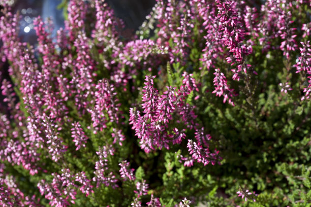 calluna