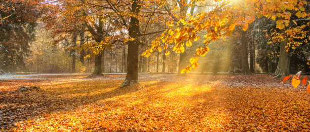 fall