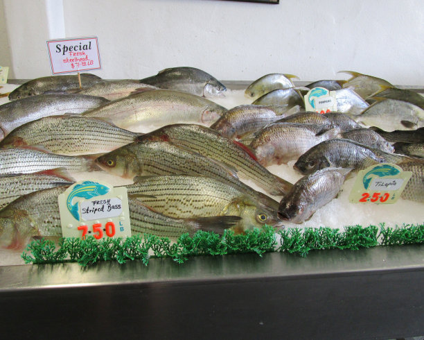 rockfish