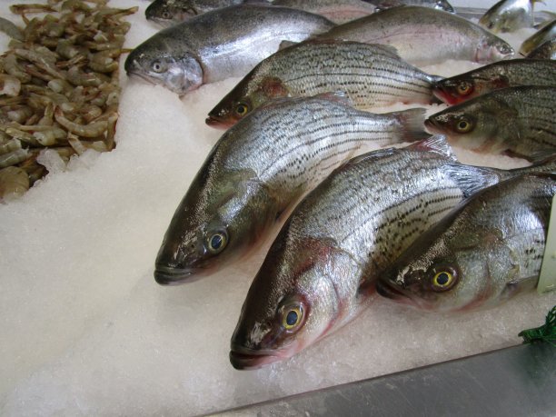 rockfish