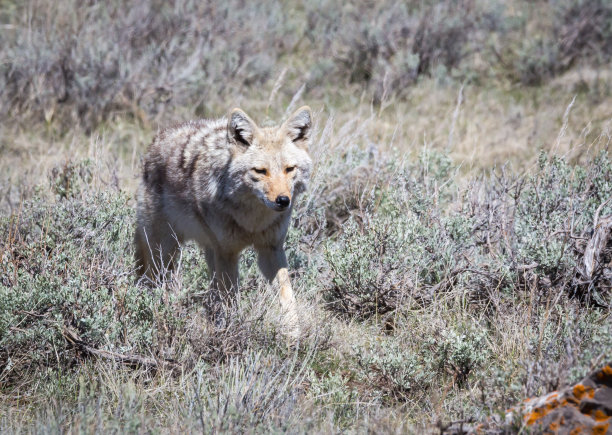 jackal