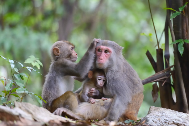 macaca
