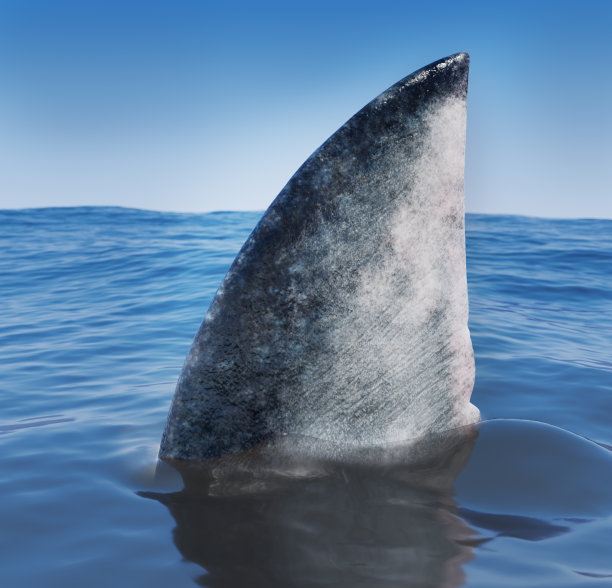 shark