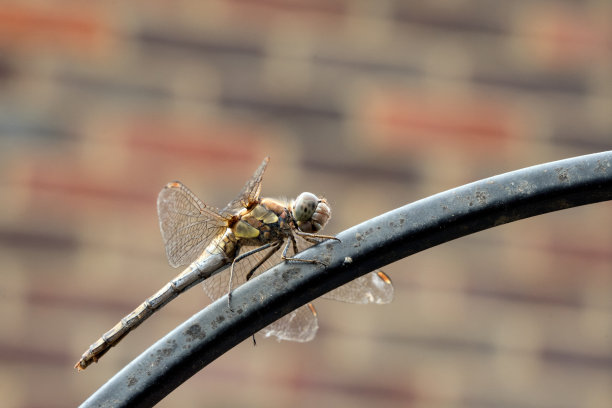 金属蜻蜓