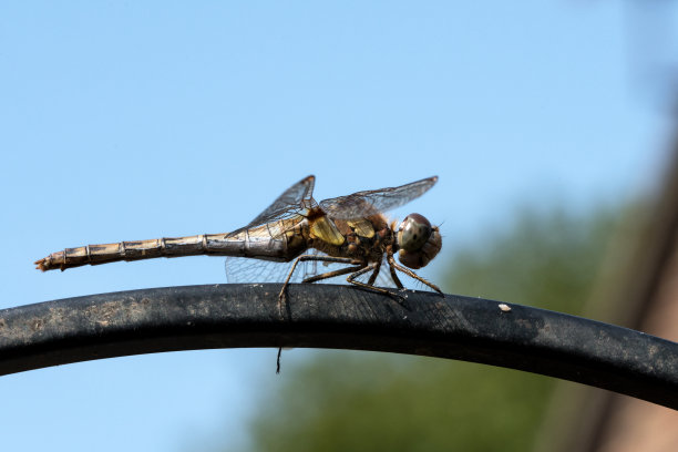 金属蜻蜓