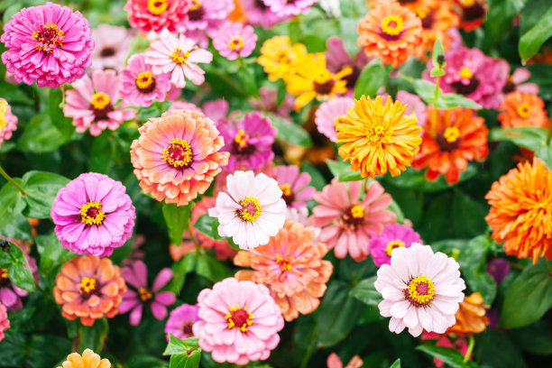 blossoms
