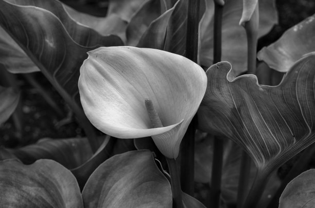 araceae