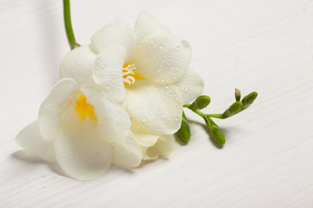 freesia