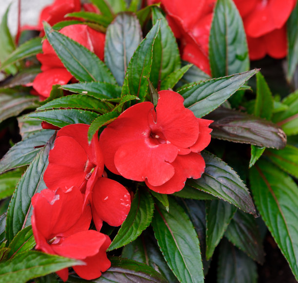 impatiens