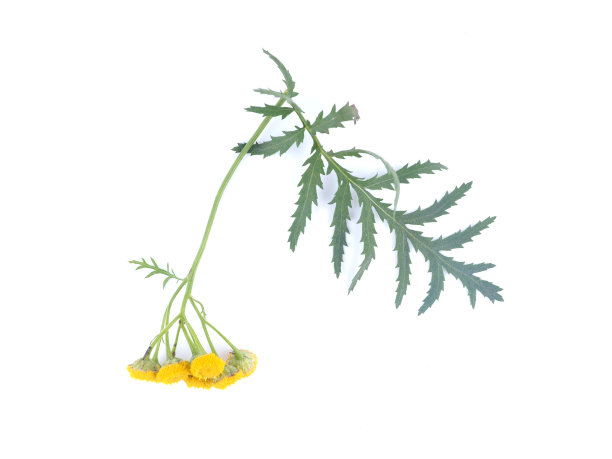tanacetum